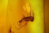 Detailed Fossil Fly, Ant and Spider in Baltic Amber #128329-3